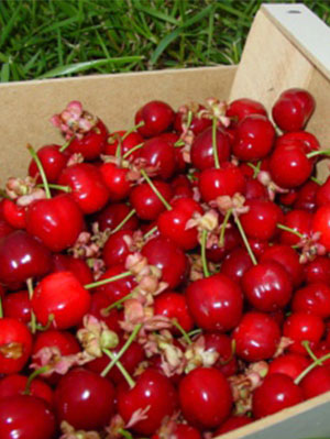 cerises bio